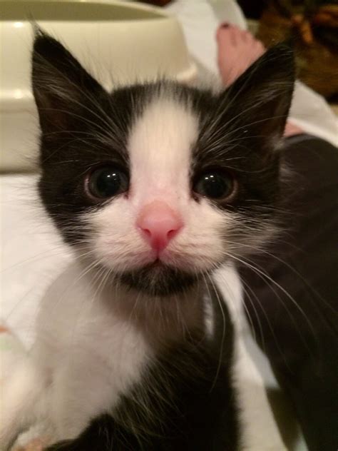 Sad Panda Is One Of Five Kittens I Ve Bottle Fed Since The Day They Were Born 7 21 14 Imgur