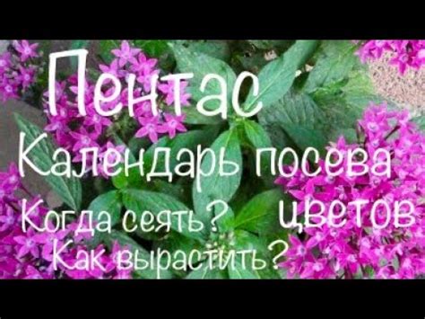 Пентас. Сроки посева цветов на расссаду. Рекомендации от PanAmerican ...