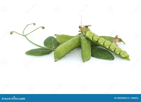 Close Up Of A Pea Pod Isolated On White Background Stock Photo Image