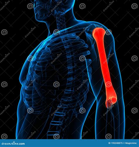 Humerus X Ray Osteology Of The Human Skeleton Arm Or Upper Limb Bones