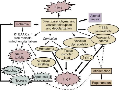 Pathophysiology Of Traumatic Brain Injury Physiopedia