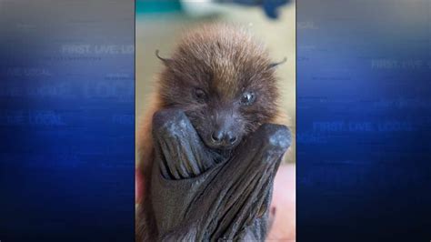 Oregon Zoo workers rescue rare baby fruit bat rejected by mother - KPTV ...