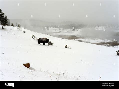 American Bison Yellowstone National Park Stock Photo Alamy