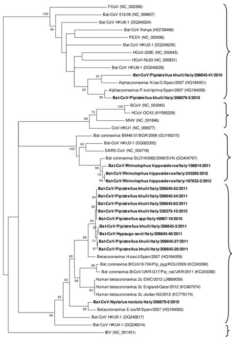 Phylogenetic Tree Of The Partial Rna Dependent Rna Polymerase Rdrp