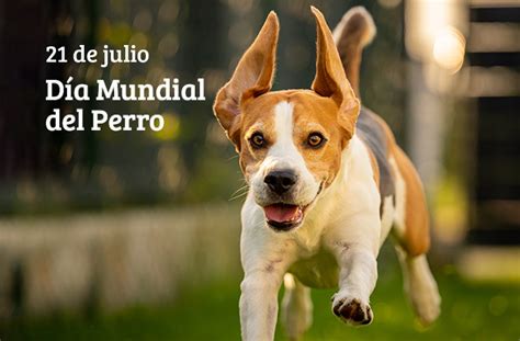 Día Mundial Del Perro Feincosecha