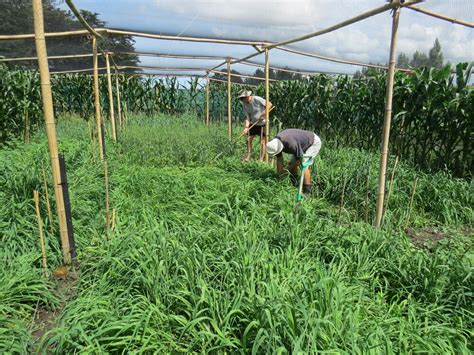 Ancient Wheat Heritage Food Crops Research Trust