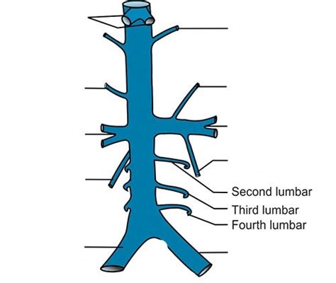 IVC Branches Diagram | Quizlet