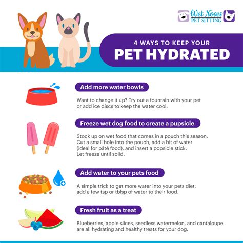 The Importance Of Keeping Your Pets Hydrated Wet Noses Pet Sitting