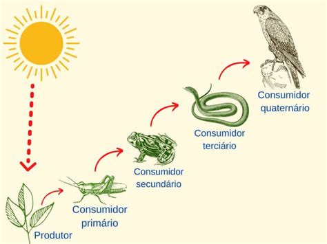 O Que Cadeia Alimentar Exemplos Significados