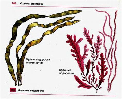 Морские бурые и красные водоросли | Водоросли, Океанические существа, Бури