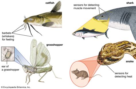 Stimulus | physiology | Britannica