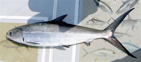 Milkfish Production and Marketing Information - Milkfish Supplier ...