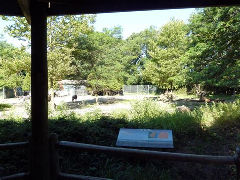 Zebrawildebeest Exhibit Zoochat
