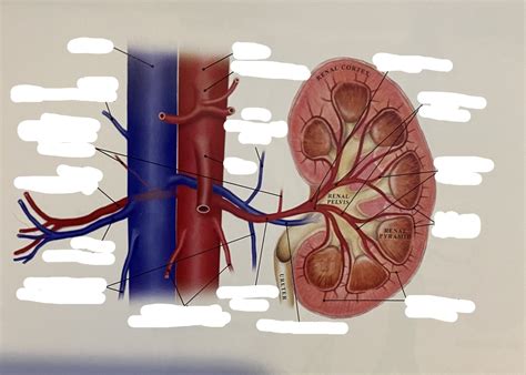 Arterial And Venous Renal Diagram Quizlet