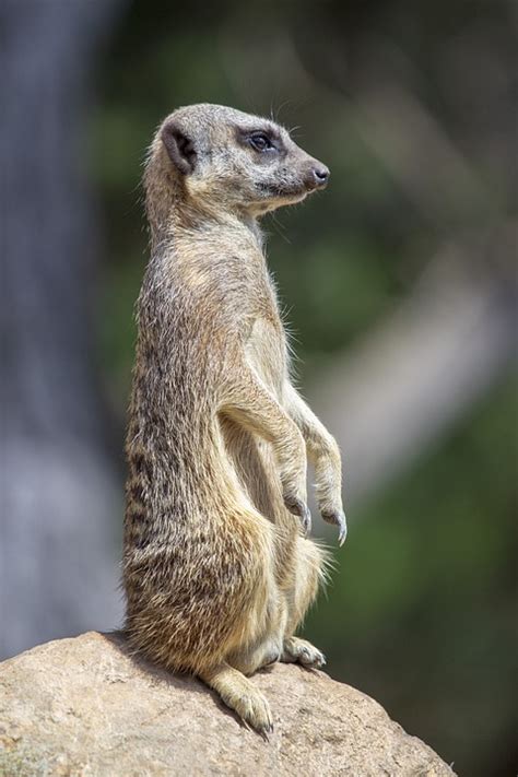 Suricata Sentado Pelo Foto Gratis En Pixabay