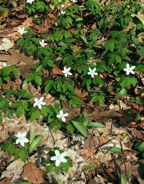 Temperate Deciduous Forest Plants Names