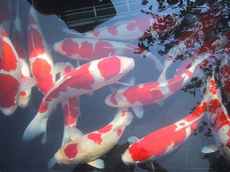 5 Cara Memelihara Ikan Koi Supaya Cepat Besar Dan Sehat Agro Koi Farm