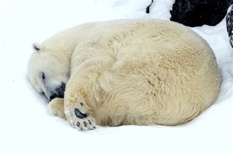 Ours blanc - Zoo sauvage de Saint-Félicien