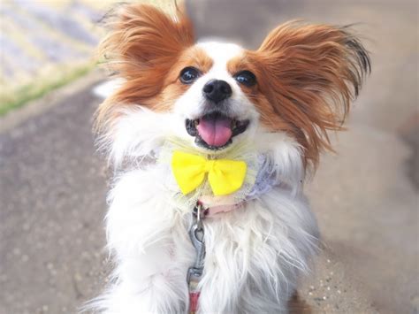 犬の飛びつきのしつけ方｜今すぐに実践できる最も簡単な方法を教えます！