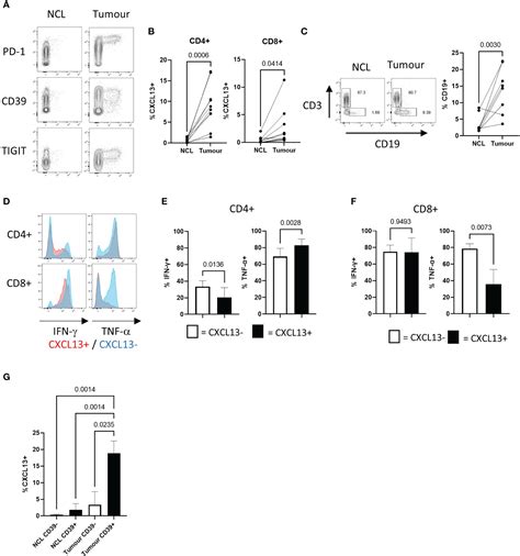 Frontiers Cancer Associated Fibroblasts Drive Cxcl13 Production In