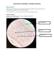 K Harvey Bio Introduction To Histology Cartilage And Bones Answer