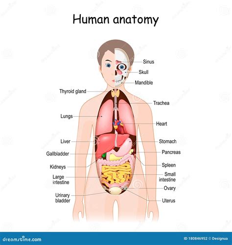 Anatom A Corporal Humana Ilustraci N M Dica Cient Fica Rganos