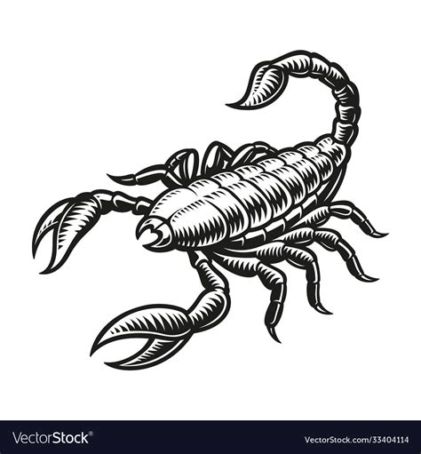 Scorpio Zodiac Sign Royalty Free Vector Image Vectorstock