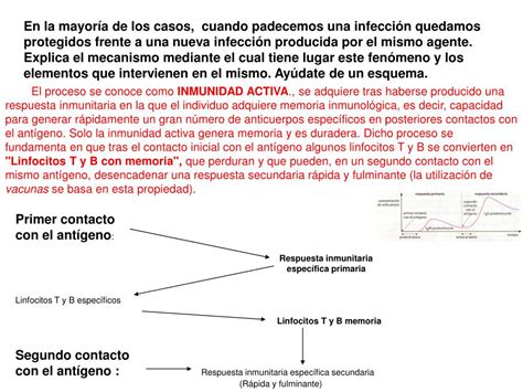 Ppt Tema 12 Inmunología Powerpoint Presentation Free Download Id