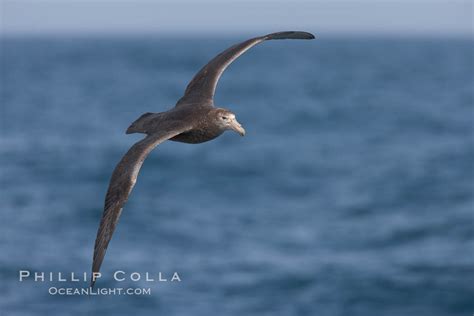 Southern Giant Petrel In Flight Macronectes Giganteus Falkland