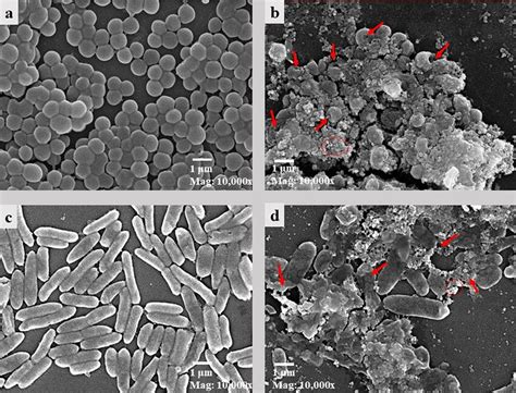 Scanning electron microscopy investigation for a- S. aureus (control ...