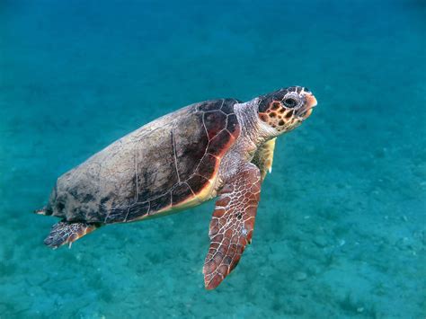 Completo Sociable Reclamación A Qué Familia Pertenecen Las Tortugas