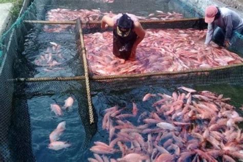 Perikanan Bangkit Usai Pandemi Sleman Pasok Mayoritas Kebutuhan Ikan