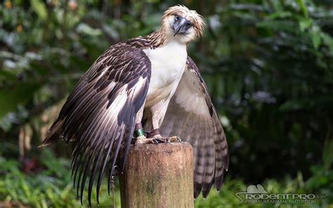 Largest Raptor Bird Julispace