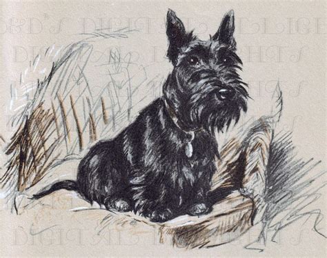 Adorable Scotty Dog Illustration Vintage Digital Dog Download Digital