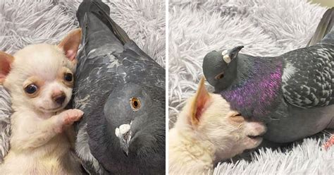 Un Pigeon Qui Ne Peut Pas Voler A Rencontr Un Chiot Qui Ne Peut Pas