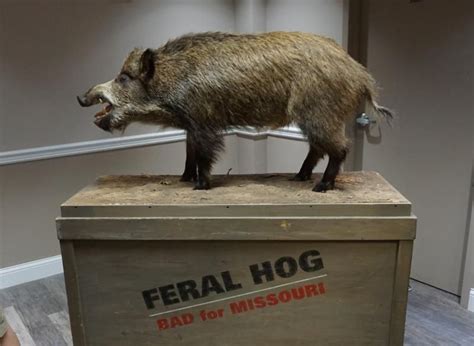 Feral Hogs Contribute As Much To Climate Change As One Million Cars