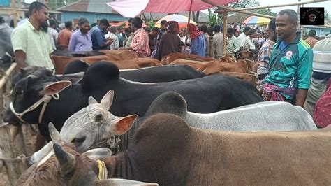 ২৩৩২০২৪ প্রচুর চাহিদার কুরবানীর দাঁতালো দেশি জাতের ষাঁড় গরু