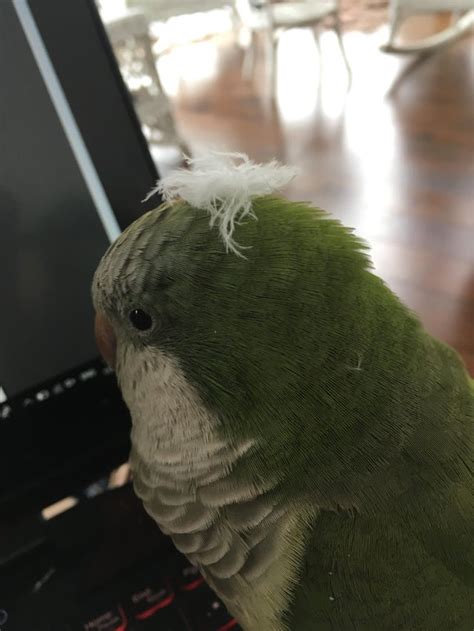 Floof Parrots