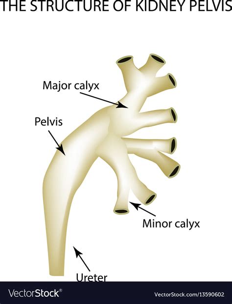 Renal Pelvis Anatomy Function And Connections Kenhub 53 Off