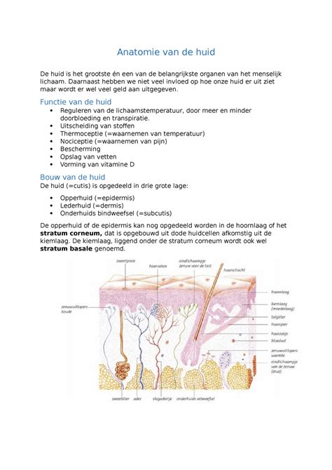 Anatomie De Huid Anatomie Van De Huid De Huid Is Het Grootste én Een