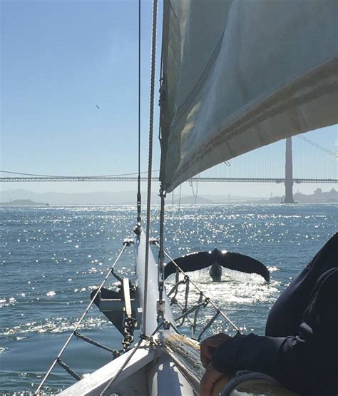 Mar Marine Wildlife And Ecology Sail Under The Golden Gate