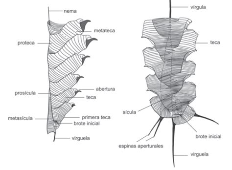 Clase Graptolithina Paleo3d