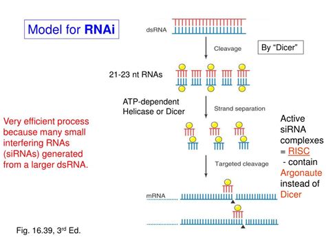 Ppt Post Transcriptional Gene Silencing Ptgs Powerpoint Presentation Id 1074027