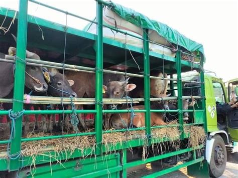 Pengiriman Sapi Dari NTB Ke Jabodetabek Tak Gunakan Kapal Khusus Ternak