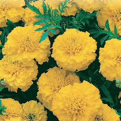 Marigold Seeds Hero Mix F1 Hybrid Mckenzie Seeds