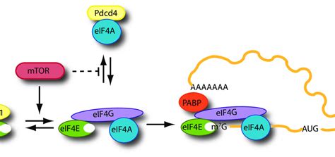 Schematic Outline Of Mtor Regulation Of The Eif4f Mrna Binding Step