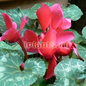 Цикламен Cyclamen - виды, уход после цветения, пересадка и размножение