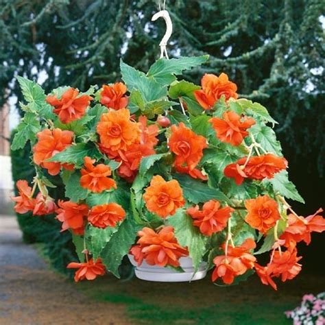 Бегония Cascade Orange (Каскад Оранж)🌸 - купить луковицы и клубни в ...