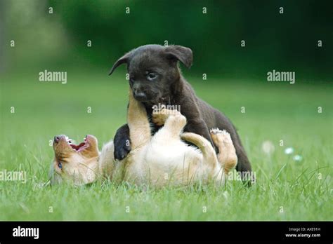 Black labrador retriever playing hi-res stock photography and images ...