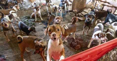 190 Plus Dogs Cats Rescued From Natchitoches Parish Property News